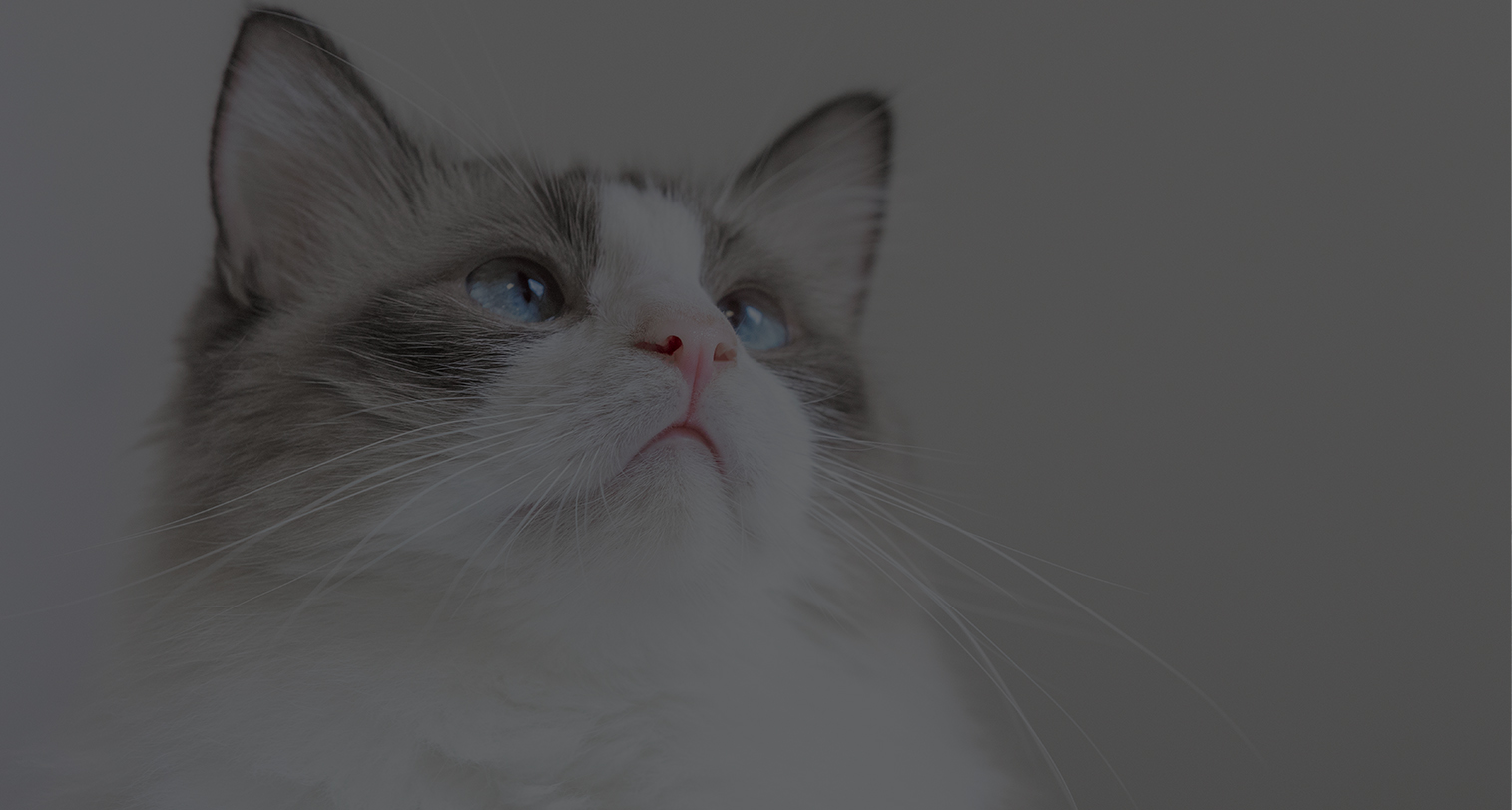 world cat association微信小程序